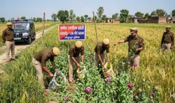 मुजफ्फरनगर: गेहूं के बीच लहलहा रही थी अफीम की फसल, पुलिस की सर्जिकल स्ट्राइक से फैली सनसनी