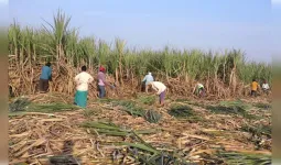 मुजफ्फरनगर के रामराज में गन्ना कटाई के विवाद में पुलिस ने दबोचे दो वांछित आरोपी