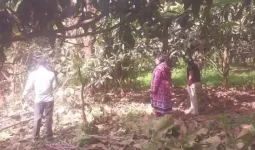 शामली: हरे-भरे सागौन के पेड़ों पर चला माफियाओं का आरा, वन विभाग ने शुरू की बड़ी कार्रवाई