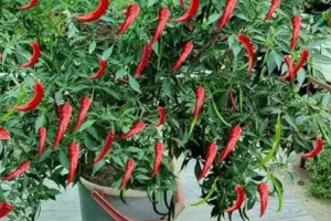 मिर्च के पौधों में फूल तो आते हैं लेकिन मिर्च नहीं लगती? जानिए इसका कारण और उपाय