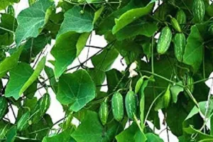 बस एक बार लगाओ और 2 साल तक कमाओ – कुंदरू की खेती से किसान बन रहे मालामाल