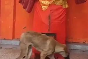 बिजनौर में भक्ति का नया अवतार! मूर्ति की परिक्रमा करता दिखा कुत्ता, अब शुरू हो गई पूजा-पाठ