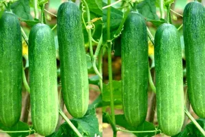 जनवरी के आखिरी हफ्ते में खीरे की खेती शुरू करें और 50 दिनों में पाएं शानदार मुनाफा