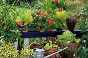 Balcony Gardening Tips: कम समय में बालकनी बनेगी हरी भरी किचन गार्डन, बिना ज्यादा मेहनत उगाएं ये आसान सब्जियां