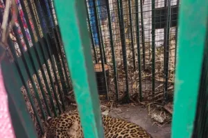 बिजनाैर : पिंजरे में कैद हुआ गुलदार, ग्रामीणाें ने ली राहत की सांस