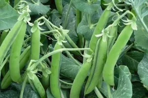 पेंसिल मटर की देसी किस्म ने बदली खेती की तस्वीर, अब विदेशी बीज नहीं, मिलेगा बंपर उत्पादन और मुनाफा