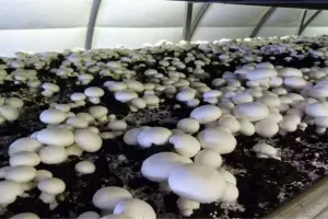 सिर्फ 9 रुपये से शुरू होगा बड़ा बिजनेस, मशरूम फार्मिंग से बनेगी बंपर कमाई, सरकार दे रही भारी सब्सिडी