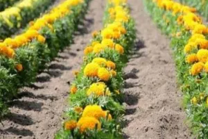 कम जमीन में सोना उगाया, गेंदा की खेती से हर महीने हजारों की कमाई, किसानों के लिए नई राह