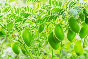 Chana cultivation tips: एक ही फसल से दो बार कमाई, चने की खेती ने बदल दी किसानों की किस्मत