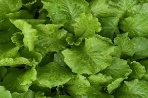 कम समय में लाखों की कमाई वाली सब्जी, आइसबर्ग लेट्यूस की खेती से बदली किसानों की किस्मत