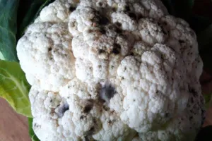 फूलगोभी की फसल पर टूटा बड़ा संकट डायमंड बैक मोथ से मिनटों में बर्बाद हो सकती है पूरी पैदावार