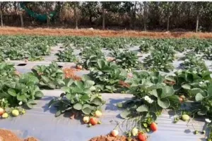 Strawberry Cultivation: सर्दियों की खेती में आई बड़ी बदलाव की लहर, स्ट्रॉबेरी की नगदी फसल से कम जमीन में बनेगी शानदार आमदनी