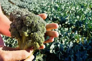 आधुनिक खेती का कमाल, एक ही खेत में फल सब्जी फूल, हर मौसम मुनाफा ही मुनाफा