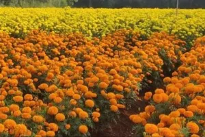 गेंदा की खेती से बदलेगी किसानों की किस्मत, कम समय में High Income Crops से जबरदस्त मुनाफा