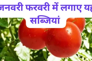 जनवरी फरवरी में लगाएं ये 3 सब्जियां कम लागत में जबरदस्त मुनाफा, किसान भाई  खेती से कमाई का सबसे आसान तरीका