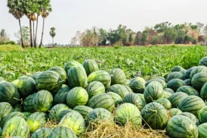 Watermelon farming time: तरबूज की खेती का सबसे बड़ा राज खुल गया, इस समय लगाओ तो 1 एकड़ से लाखों की कमाई पक्की