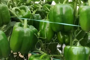 घर में शिमला मिर्च उगाने का सबसे आसान तरीका, 40 दिन में ताजी केमिकल फ्री सब्जी