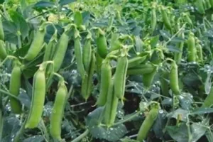 मटर की खेती में देसी तकनीक का कमाल, राख से होगा कीटों का खात्मा और बढ़ेगी शानदार पैदावार