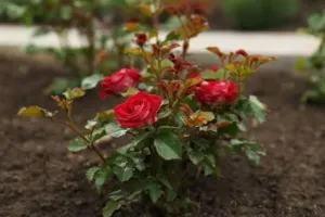 सर्दियों में गुलाब नहीं खिल रहा, इन चमत्कारी घरेलू उपायों से भर जाएगा पौधा ढेर सारी कलियों और बड़े बड़े फूलों से