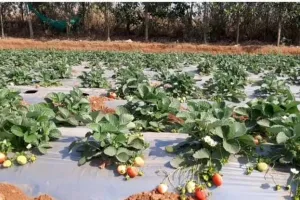 कम लागत में लाखों की कमाई, स्ट्रॉबेरी की खेती से बदली किसानों की किस्मत और खुला मुनाफे का नया रास्ता