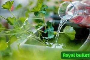 Kitchen gardening tips: कड़ाके की ठंड में पौधों को बचाने का बड़ा तरीका, इन देसी उपायों से बगिया रहेगी हरी भरी