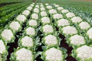 Cauliflower cultivation January: जनवरी में फूलगोभी की खेती से होगी बंपर कमाई, सही रोपाई तकनीक से मुनाफा तय