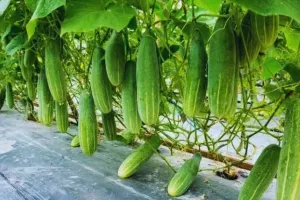 kheera kheti guide: गर्मी से पहले खीरे की खेती शुरू करें, सही तकनीक से मिलेगा शुरुआती बाजार और मोटा मुनाफा