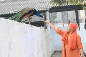 गोरखपुर: महाशिवरात्रि पर सीएम योगी का 'सेवा भाव', मोर और गायों को खिलाया गुड़-रोटी; बच्चों को बांटी चॉकलेट, लुटाया प्यार