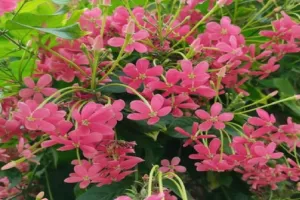 मधुमालती: सुंदर दिखने वाला ये पौधा है बेहद गुणकारी, खांसी से लेकर मासिक धर्म के दर्द में आरामदायक