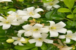 स्वर्ग से आए इस पौधे में सुगंध के साथ हैं अनगिनत गुण, नींद से लेकर पाचन शक्ति बढ़ाने में करेगा मदद