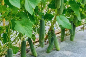 Cucumber Cultivation Tips: फरवरी मार्च में शुरू करें खीरा और ककड़ी की वैज्ञानिक खेती, कम समय में पाएं जबरदस्त मुनाफा