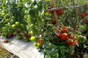 देसी तकनीक से टमाटर की खेती में जबरदस्त कमाई, एक पौधे से 10 किलो तक उत्पादन