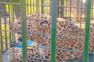  बिजनौर के नूरपुर में पिंजरे में कैद हुआ गुलदार , कई दिनों से दहशत में थे ग्रामीण