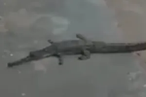 गंगा घाट पर मगरमच्छ दिखने से हड़कंप: स्नान करने वाले श्रद्धालुओं में बढ़ी दहशत