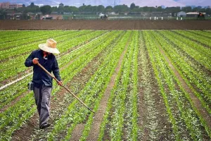 Multi Cropping Technique से कमाई चार गुना तक, फरवरी में भिंडी के साथ मूली पालक चुकंदर की सहफसली खेती बनेगी मुनाफे का नया रास्ता