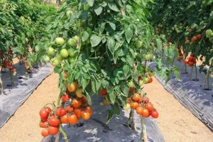 मचान विधि से टमाटर की खेती 1 बीघा में 1 लाख लागत और कई गुना मुनाफा ऑर्गेनिक फसल से छप्परफाड़ कमाई