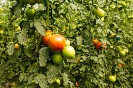 टमाटर की टॉप हाइब्रिड किस्में जो बना सकती हैं लखपति, फरवरी में रोपाई और 100 टन तक पैदावार का मौका