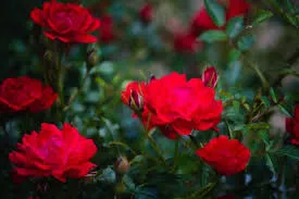 Rose plant care: मार्च में भी खिलेगा आपका गुलाब जानिए बसंत ऋतु में पौधे को हरा भरा रखने के आसान और असरदार उपाय