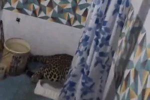 मुरादाबाद: पॉश इलाके के घर के बाथरूम में घुसा तेंदुआ, मचा हड़कंप