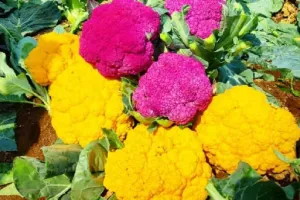 रंगीन फूलगोभी की खेती का कमाल कम लागत में तिगुना मुनाफा ,जैविक तरीके से बढ़ती बाजार मांग , खेती का सुनहरा मौका