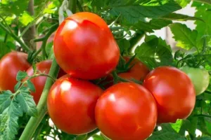 फरवरी में शुरू करें किचन गार्डनिंग, जल्दी अंकुरण, मजबूत पौधे, 60 दिन में ताजी सब्जियां घर पर तैयार