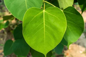 पीपल सिर्फ पेड़ भर नहीं, यहां जानिए धार्मिक महत्व, औषधीय गुण और पर्यावरणीय लाभ 