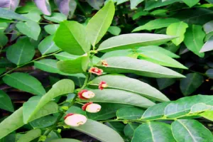 आयुर्वेद का मल्टीविटामिन: विटामिन की कमी से जूझ रहे लोगों के लिए वरदान है चक्रमुनि का पौधा