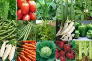 गर्मियों में घर पर उगाएं ये सब्जियां करेला लौकी तोरी और भिंडी सही तरीके से लगाएं और पाएं भरपूर पैदावार