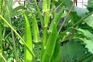 भिंडी की खेती में येलो वेन मोजैक वायरस से बचने का आसान तरीका किसान ऐसे बचाएं 90 प्रतिशत तक नुकसान