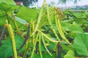 मार्च में मूंग की खेती से कमाएं अतिरिक्त मुनाफा 60 दिन में तैयार होगी फसल और बढ़ेगी मिट्टी की उर्वरता