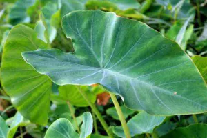 Arbi farming: कम खर्च में ज्यादा कमाई देने वाली खेती 6 महीने में बदल सकती है किसान की किस्मत