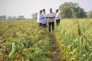 मार्च की गर्मी से गेहूं की फसल बचाने का आसान तरीका जानिए दाने क्यों रह जाते हैं छोटे और कैसे बढ़ेगी पैदावार