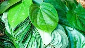 1 एकड़ में पान की खेती से कमाएं 10 लाख तक सालाना, कम जमीन में ज्यादा मुनाफा देने वाली नकदी फसल