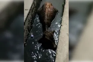खतौली में गौवंश संरक्षण के दावों की खुली पोल, आवारा घूम रहे गोवंश हादसों का शिकार